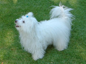 Coton de tulear