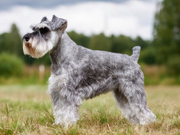 Dvergschnauzer