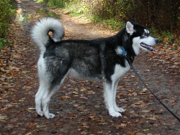 Alaskan malamute