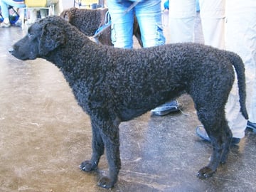 Curly coated retriever