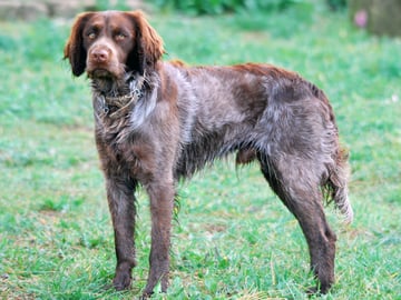 Saint-Usuge-spaniel