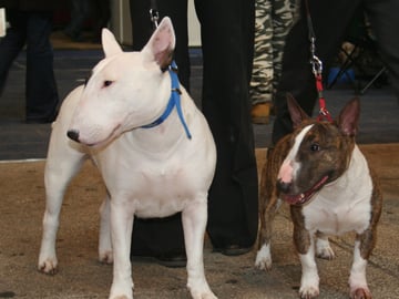 Miniature bull terrier