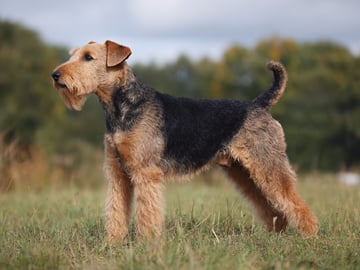 Welsh Terrier