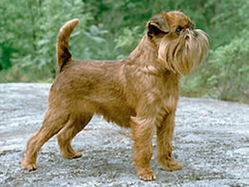Brussels Griffon