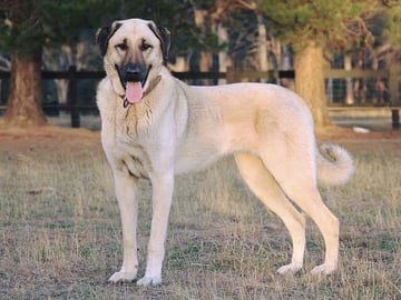 Kangal çoban köpegi