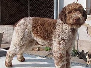 Lagotto romagnolo