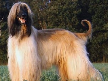 Afghansk mynde