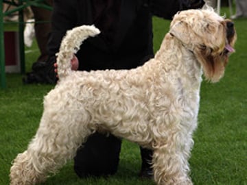 Irish softcoated wheaten terrier
