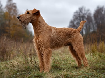 Irsk terrier