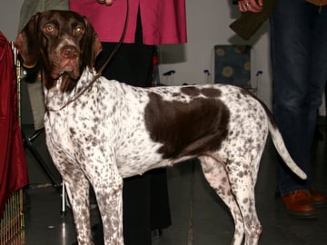 Gammel dansk hønsehund