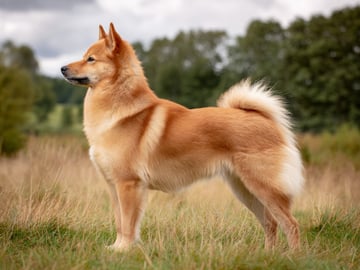 Finsk spets