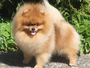 Pomeranian