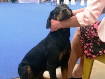 Montenegrinsk fjellhund