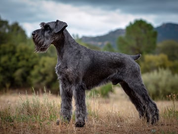 Riesenschnauzer