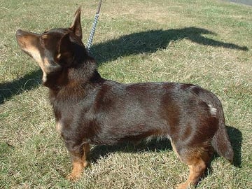 Lancashire heeler