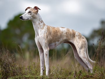 Whippet