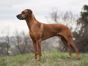 Rhodesian ridgeback
