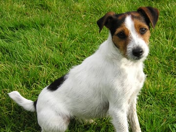 Parson russell terrier