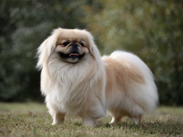 Pekingese