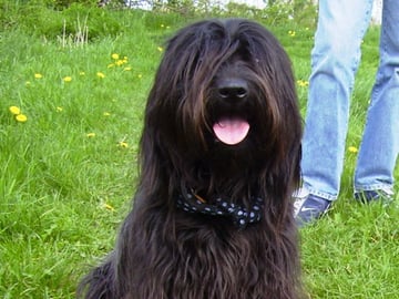 Catalan Sheepdog (Gos d’atura català)