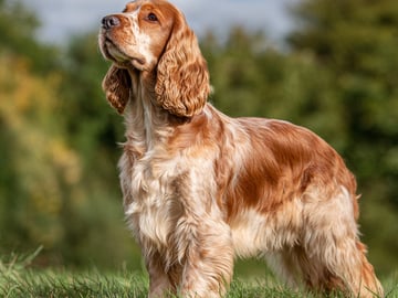 Cocker spaniel
