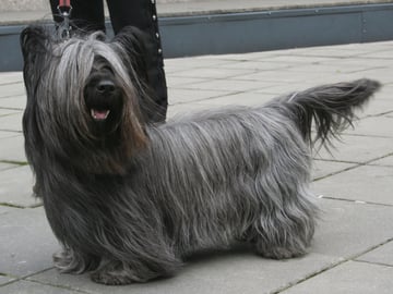 Skye terrier