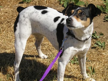 Rat terrier