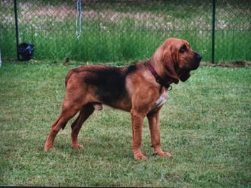 Blodhund