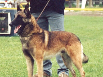 Belgisk fårehund, malinois