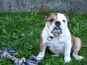 Engelsk bulldog