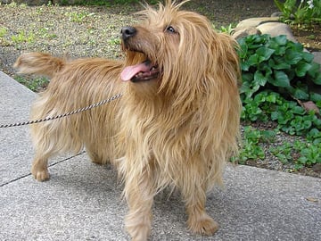Australian Terrier