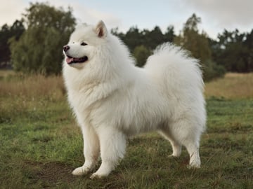 Samoyed