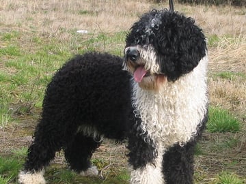 Spansk vannhund