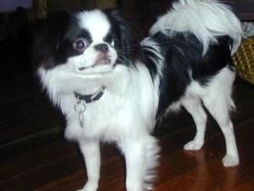 Japanese chin