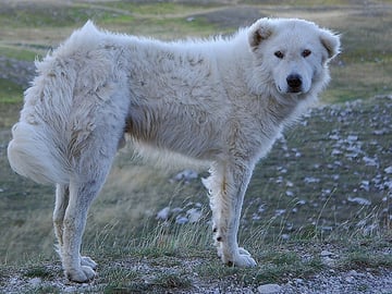 Maremmano-abruzzese