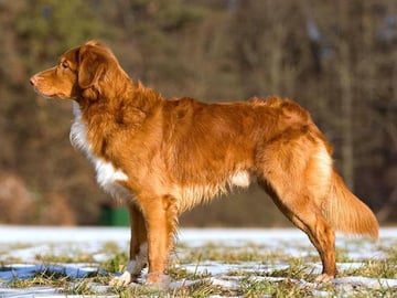 Nova scotia duck tolling retriever
