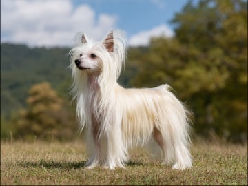 Chinese crested