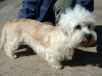 Dandie dinmont terrier