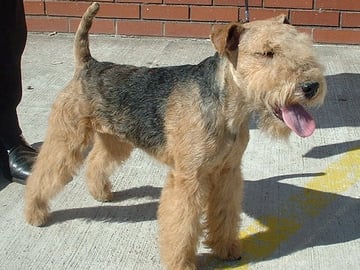 Lakeland Terrier