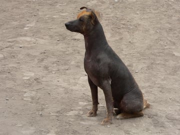 Peruviansk nakenhund