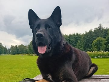 Divatorpets