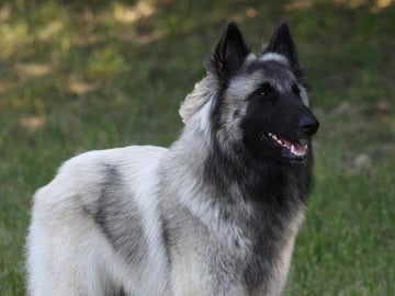 Belgisk fårehund, tervueren