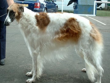 Borzoi