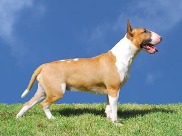 Bull terrier