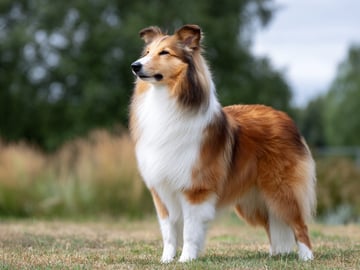 Shetland Sheepdog