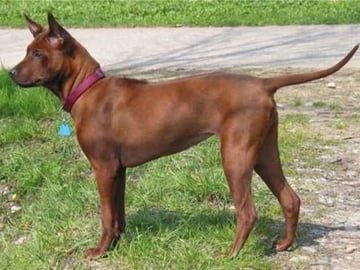 Thai ridgeback dog