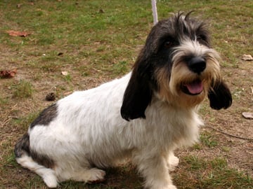 Petit basset griffon vendéen
