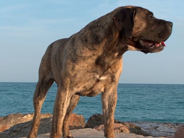 Presa canario