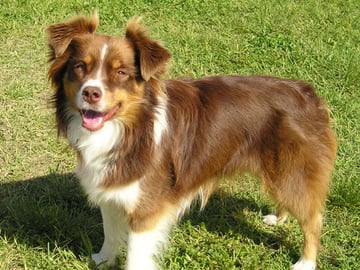Miniature american shepherd