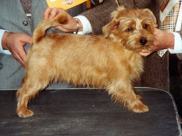 Norfolk terrier